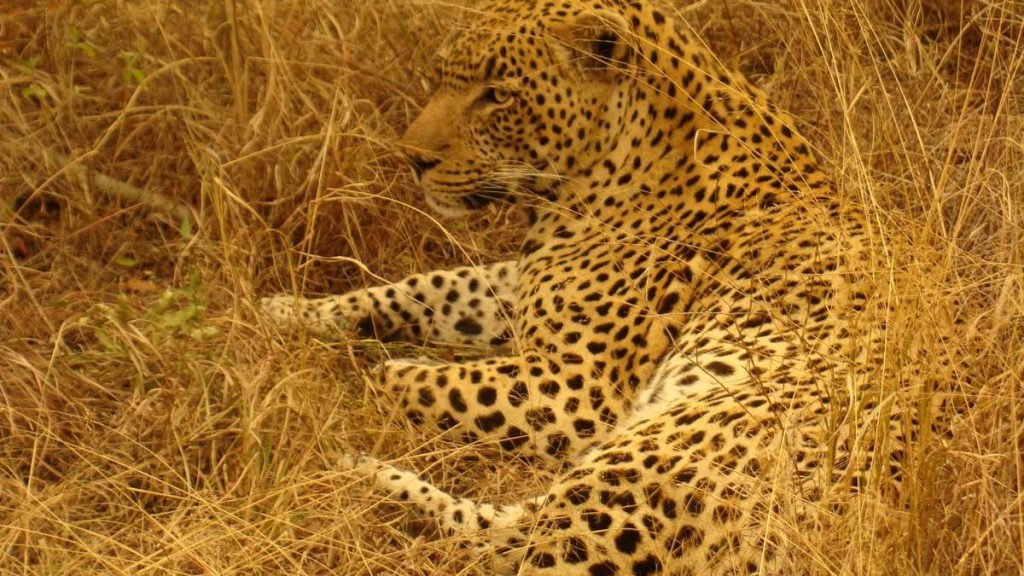Леопард практически невидим в сухой траве.