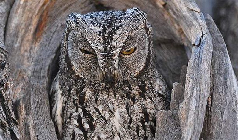 Сплюшка: сова-невидимка.