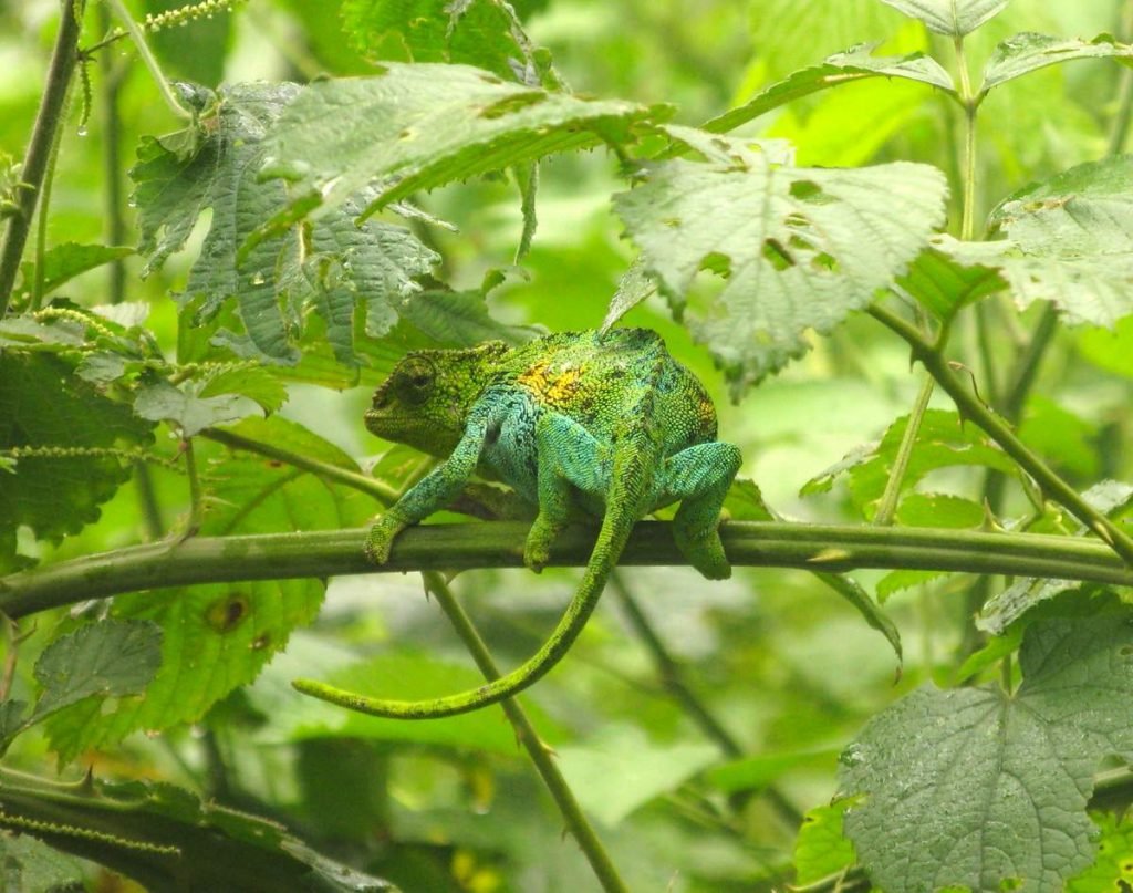 Хамелеон.