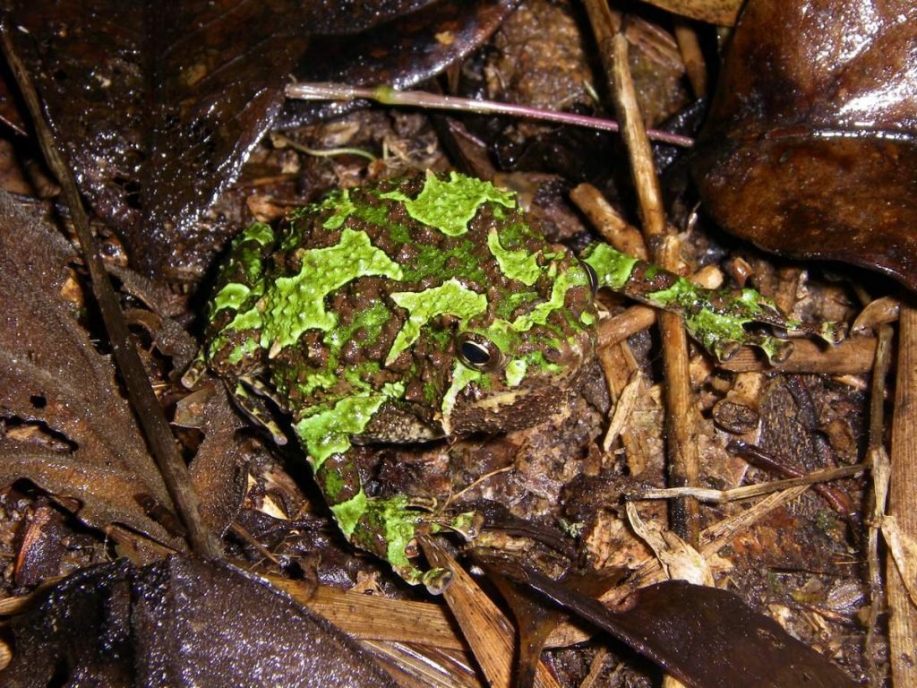 Scaphiophryne spinosa.