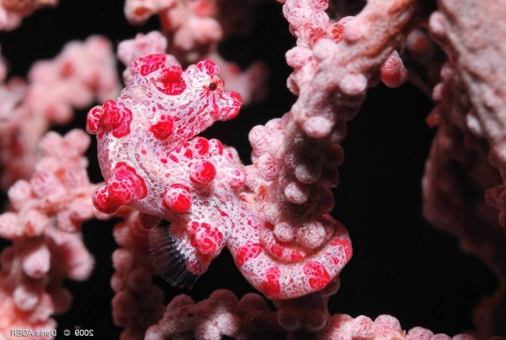 Карликовый морской конёк.