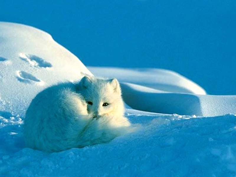 Арктическая лиса.