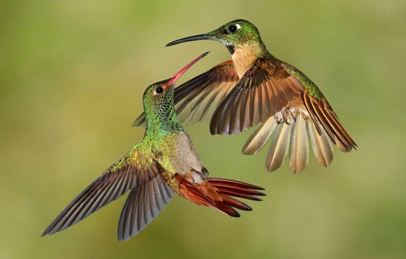 Картинка колибри Картинка колибри