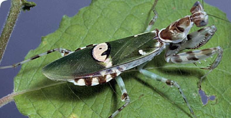 Как и всем богомолам, цветочным присущ каннибализм. 