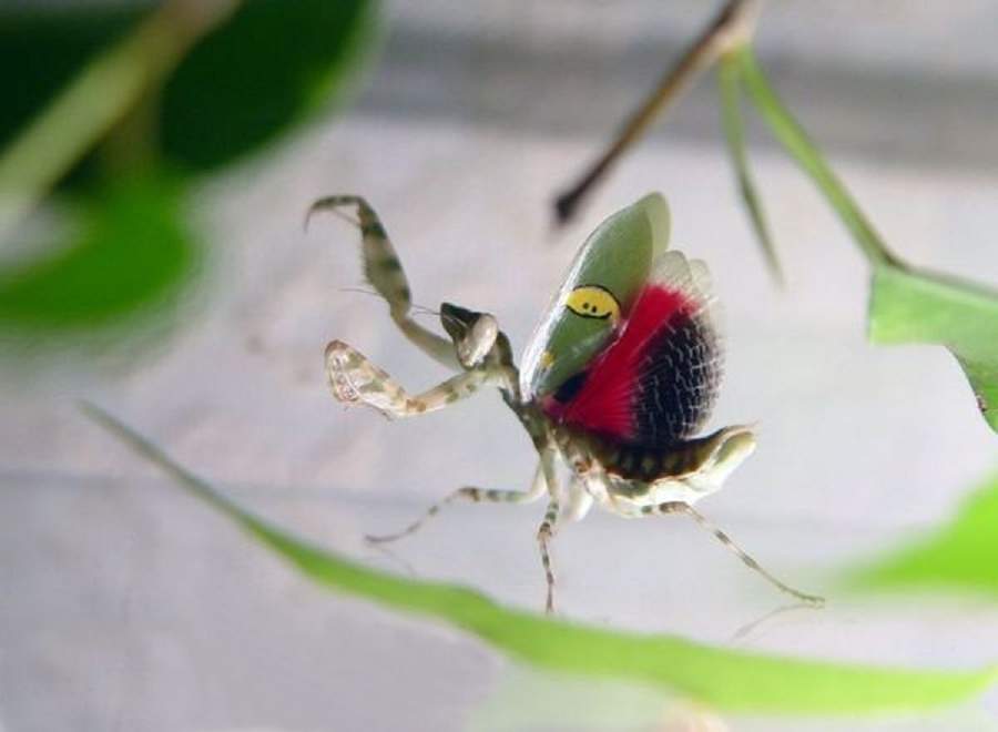 Когда богомол становится в угрожающую позу, на спине видны его красные крылья.