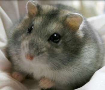 Джунгарский хомяк