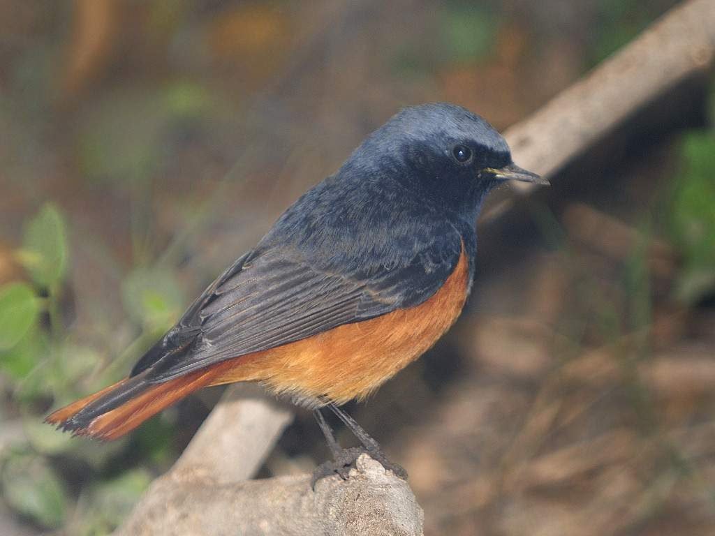 Горихвостка питается мелкими беспозвоночными, которых ловит на земле и на лету, а также их личинками и ягодами.