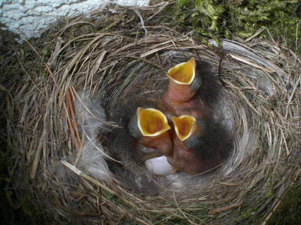За первые десять дней птенцы увеличиваются в весе больше, чем в 10 раз, а через 11 дней после рождения у них появляется оперение.