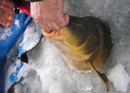 Прикормка для ловли карпа зимой Прикормка для ловли карпа зимой