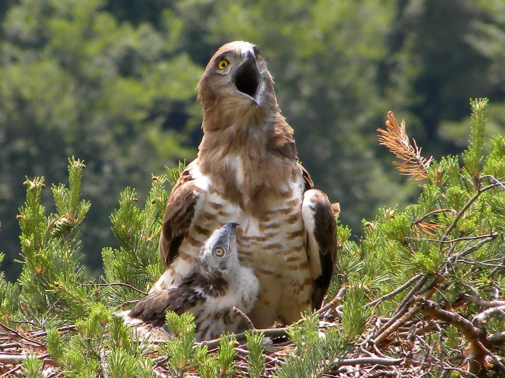 Яйцо насиживают около 40 дней оба родителя. На крыло птенцы становятся на 70—80-й день жизни.