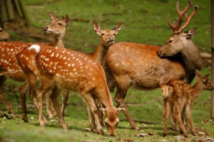 Пятнистые олени непривередливы в еде: растения, опавшие желуди, орехи и фрукты, листья, грибы и ягоды, кора и молодые ветки - все это легко поедается усачами.