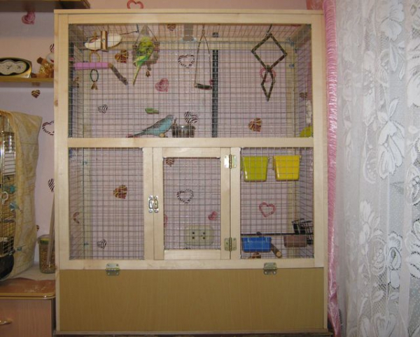 Уход за попугаем Корелла в домашних условиях