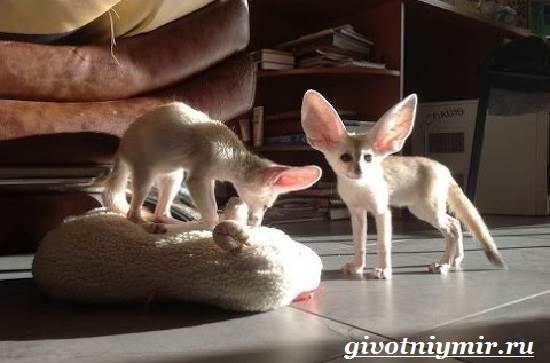 Фенек-Особенности-и-описание-Фенька-10