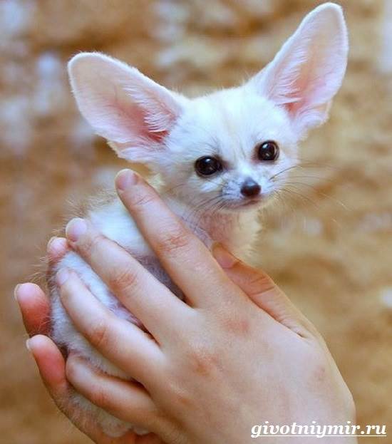 Фенек-Особенности-и-описание-Фенька-11