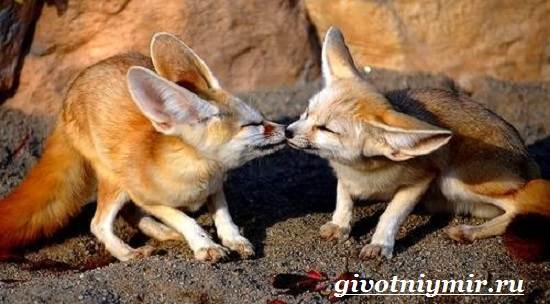 Фенек-Особенности-и-описание-Фенька-7