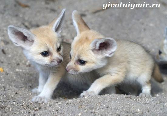 Фенек-Особенности-и-описание-Фенька-8