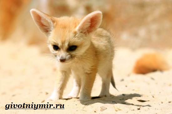 Фенек-Особенности-и-описание-Фенька-9