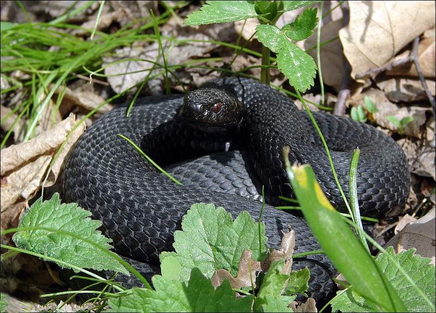 Гадюки Никольского живут оседло и придерживаются определенных мест, редко удаляясь от них дальше чем на 300 м. Гадюки Никольского живут оседло и придерживаются определенных мест, редко удаляясь от них дальше чем на 300 м.