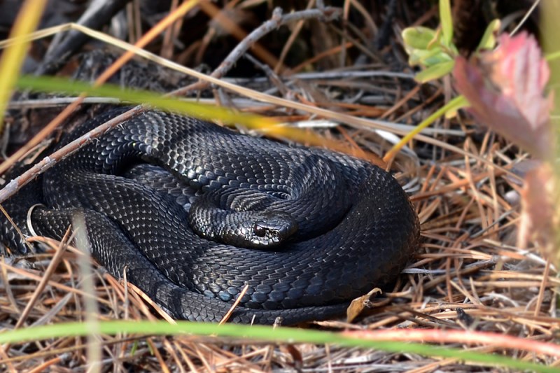 К концу марта – началу апреля на поверхности появляются первые пробудившиеся от зимней спячки особи.