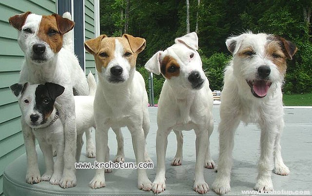 Все о Джек-Рассел-Терьере: описание, характер и уход