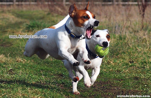 джек Рассел5