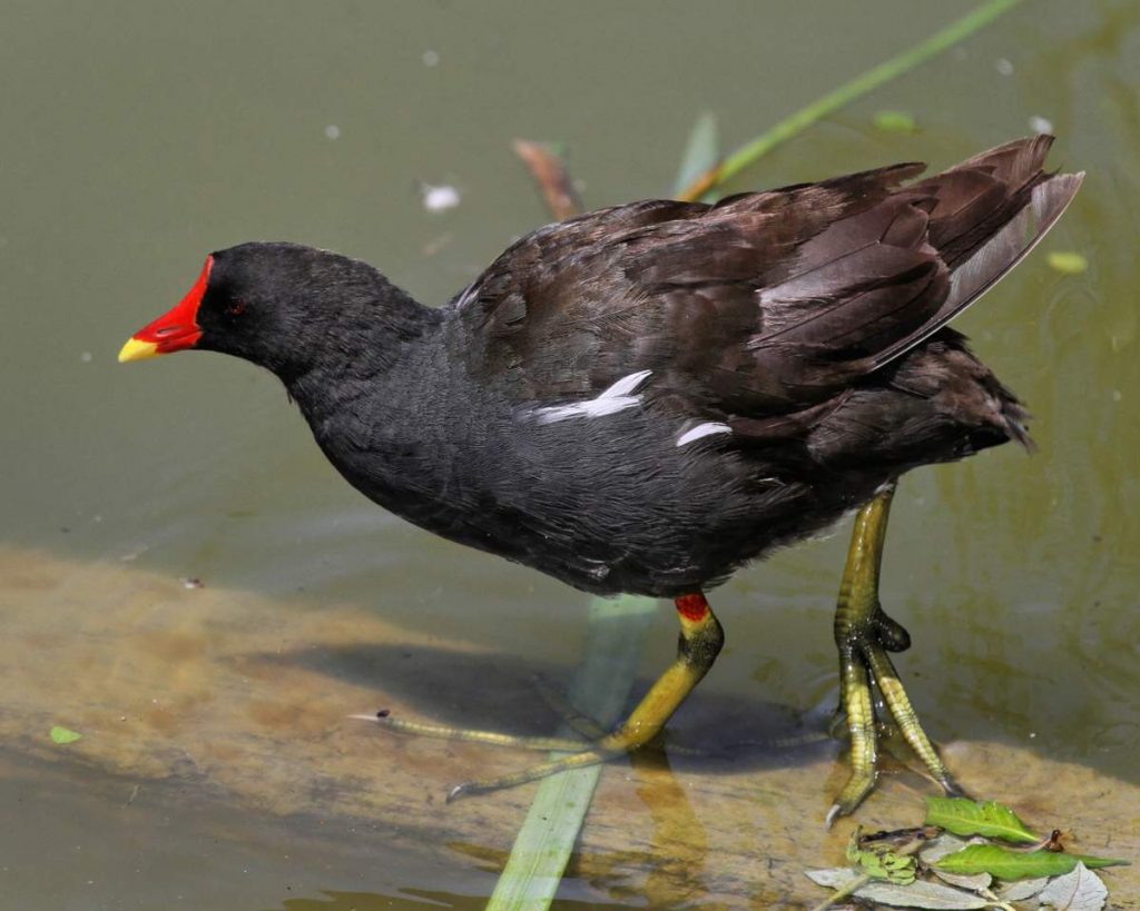  Несмотря на отсутствие характерных водоплавающих перепонок, водяная курочка отменно плавает.