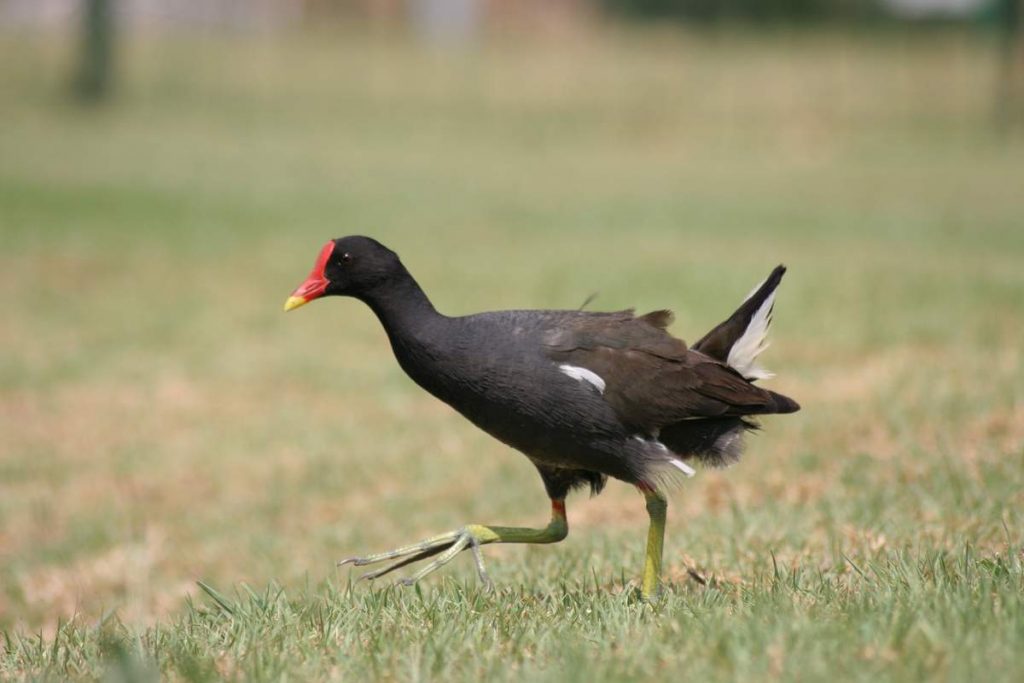 Камышница (Gallinula chloropus).