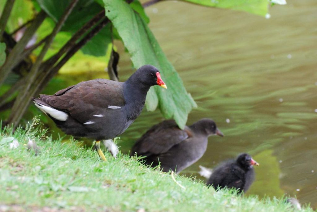 На территории Африки камышница обитает лишь в южной части континента, а также на западе в районе Алжира и Конго, и на Мадагаскаре.
