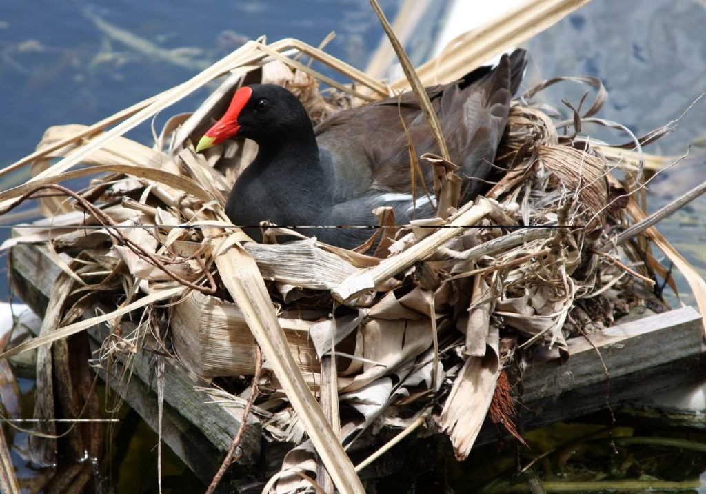 Камышница — обычно молчаливая птица, однако способна издавать ряд громких и резких звуков. 