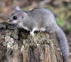 Сони в природе В природе сони живут в лесах