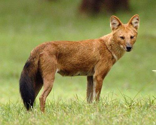 Животные Байкала: краткое описание