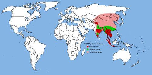 Красный волк, горный волк, гималайский волк, буанзу, ареал, на карте,