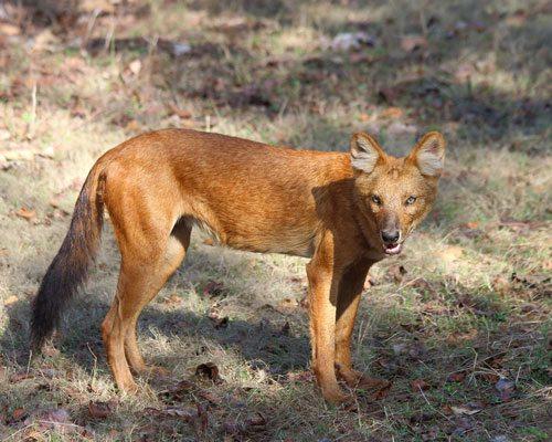 Красный волк, хищник, млекопитающее
