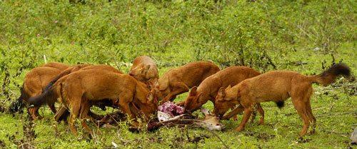 стая горных волков, поедающая добычу, красные волки