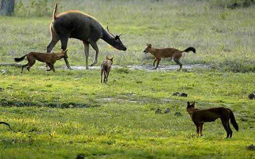 Красный волк, нападение, охота, стая