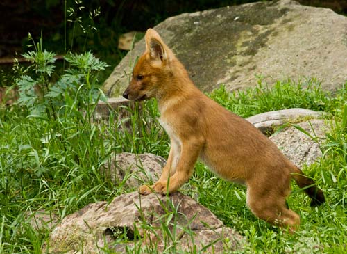 щенок рыжего волка