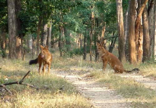 Красные волки в лесу,