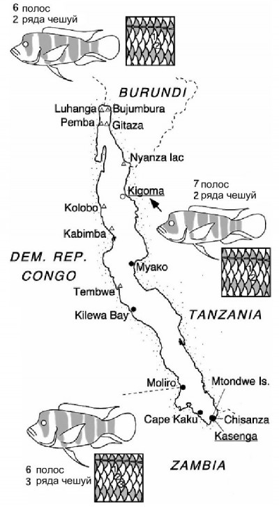 Озеро Танганьика и области обитания Cyphotilapia gibberosa (первая вариация, черные круги), Cyphotilapia frontosa 6-ти полосная (светлые круги) и 7-ми полосная (треугольники) [Tetsumi Takahashi, Kazuhiro Nakaya. New Species of Cyphotilapia (Perciformes: Cichlidae) from Lake Tanganyika, Africa. Copeia, 4 , 824–832, 2003]
