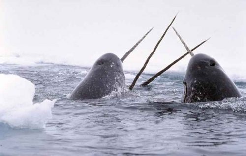 Животные, занесенные в Красную книгу Красноярского края - названия, описание