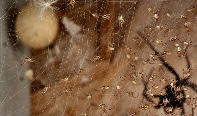 Изображение паука черной вдовы (паутины