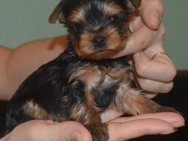 Бивер-йоркширский терьер фотогалерея - 6 Бивер-йоркширский терьер фотогалерея - 6