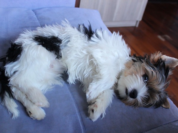 Бивер-йоркширский терьер фотогалерея - 7 Бивер-йоркширский терьер фотогалерея - 7