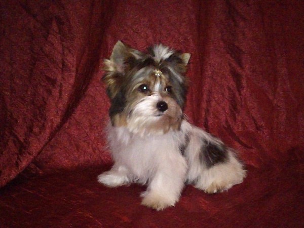 Бивер-йоркширский терьер фотогалерея фото - 8 Бивер-йоркширский терьер фотогалерея фото - 8