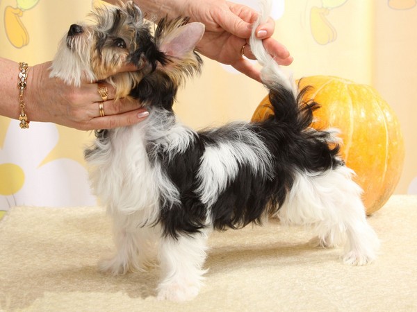 Бивер-йоркширский терьер фотогалерея - 9 Бивер-йоркширский терьер фотогалерея - 9