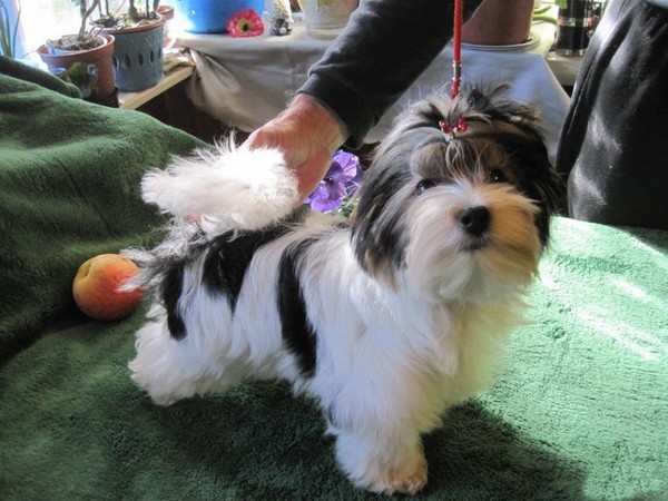 Бивер-йоркширский терьер фотогалерея фото - 1 Бивер-йоркширский терьер фотогалерея фото - 1