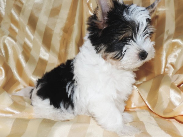 Бивер-йоркширский терьер фото галерея фото - 2 Бивер-йоркширский терьер фото галерея фото - 2