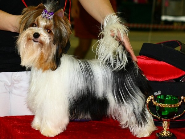 Бивер-йоркширский терьер фотогалерея фото - 3 Бивер-йоркширский терьер фотогалерея фото - 3