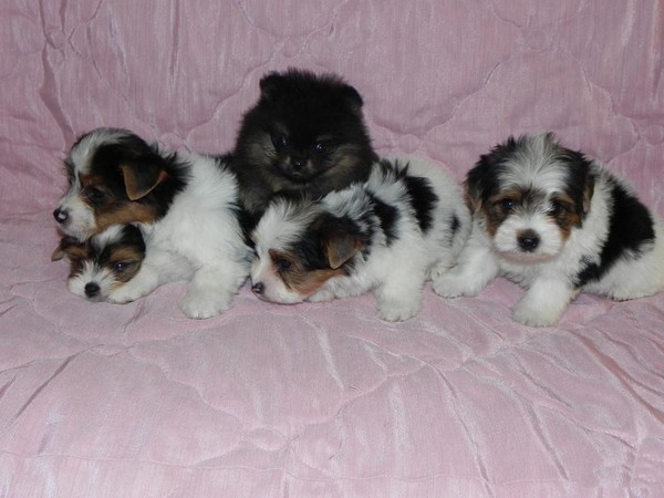 Бивер-йоркширский терьер фотогалерея - 4 Бивер-йоркширский терьер фотогалерея - 4