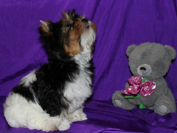 Бивер-йоркширский терьер фотогалерея фото - 5 Бивер-йоркширский терьер фотогалерея фото - 5