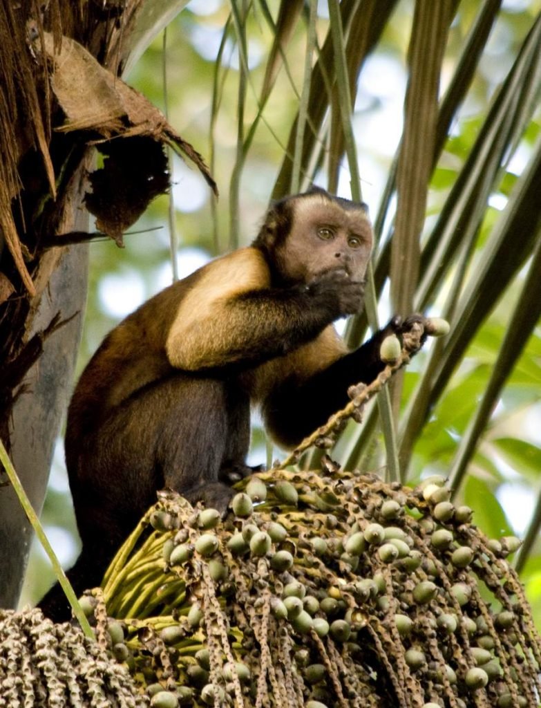 В сухой сезон, во время нехватки корма, между этими видами могут происходить стычки. В сухой сезон, во время нехватки корма, между этими видами могут происходить стычки.